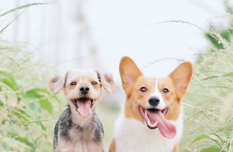 Preventing Home Dog Fights in Denver